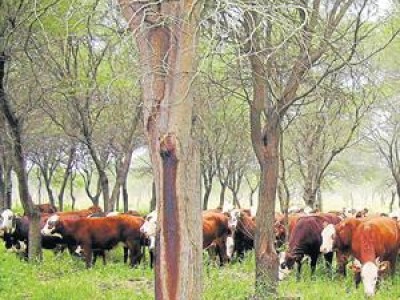 Algarrobo: sombra, madera y carne 